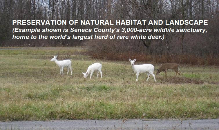 CCSC - White Ghost Deers - Updated